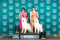 Samoyed #531 $462 Thur T10BOB AOE Judge Rick Gan