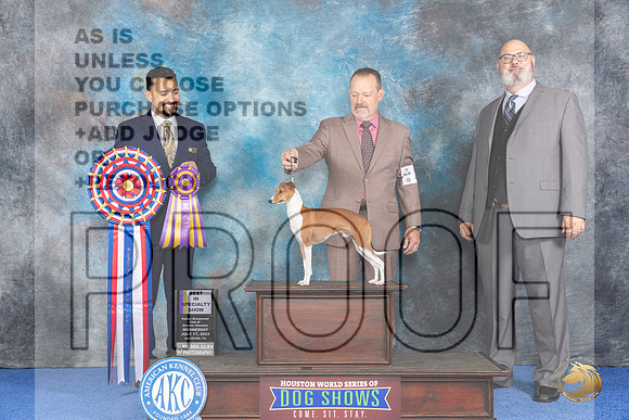 Italian Greyhounhd #25 WED BOB Judge Joao Machado__JP_6624_Houston_2024_HR3