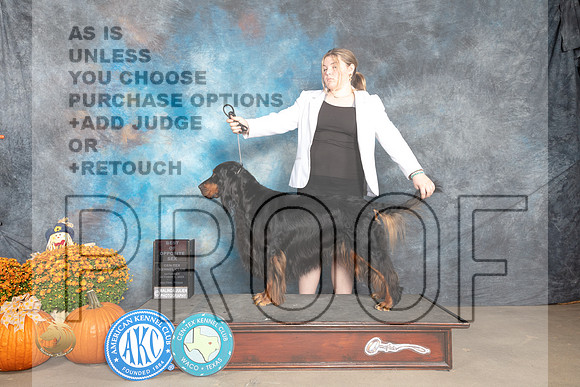 Gordon Setter  #5 Sun BOS Judge Del Richards r_MJ_6649_Belton_2022_HR3