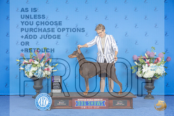Doberman #42 SAT WB Judge Jon Cole__JP_9901_Houston_2024_HR3