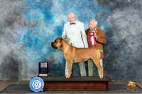 Boerboel #5 Sat BOBGCH Judge Debra Thornton