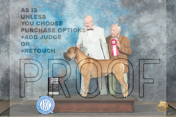 Boerboel #5 Sat BOBGCH Judge Debra Thornton__JP_3565_Lubbock_2024_HR3