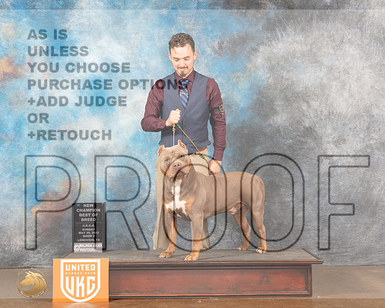 American Bully #330 Sun2 Judge Matthew ProctorMMJ_6173_Lngvw2022HR3