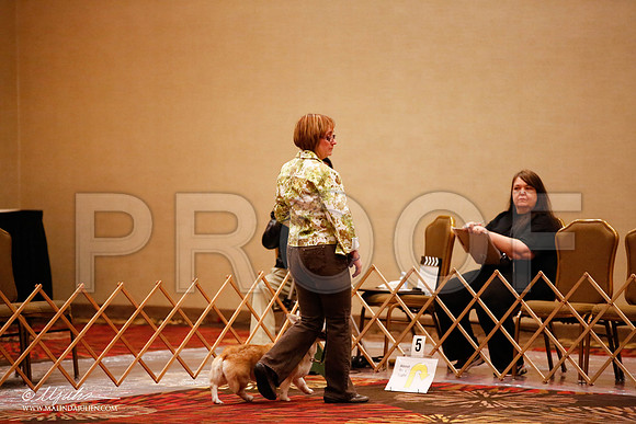 _JJ_7949-HstnCorgiFeb2015-HR3