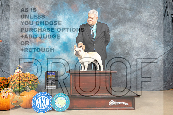 French Bulldog #9 Sun BOB Judge Donnelle Richards_MJ_6632_Belton_2022_HR3