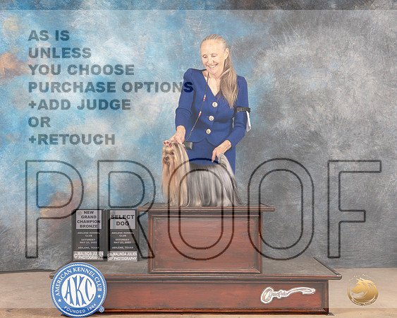 Yorkshire Terrier #29 Sat SGChBz Judge Peggy McIlwaine-MMJ_3982-Abilene2022-HR3
