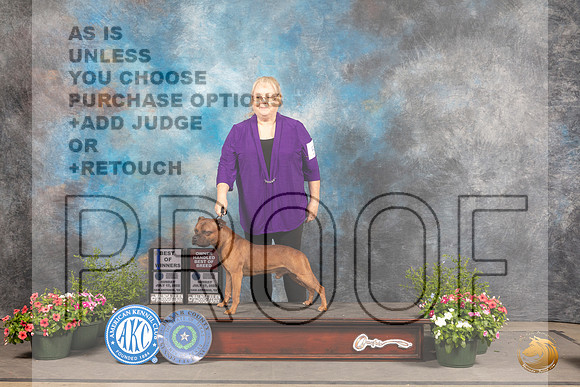Staffordshire Bull Terrier #5 Sun BOWOHBOB Judge Anne Bolus_MJ_0908_SA_2022_HR3