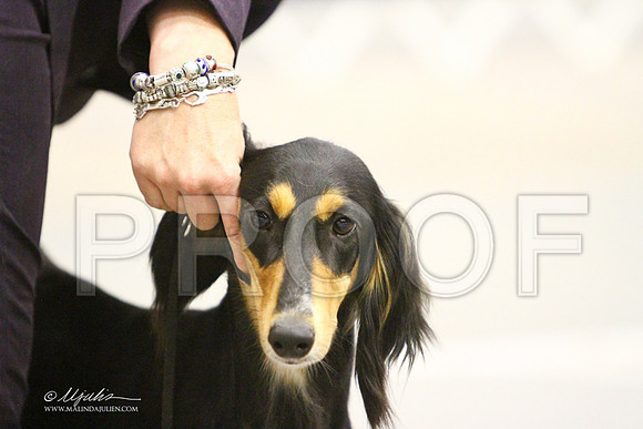 saluki-3442LR