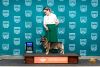 Swedish Vallhund #143 Sat1 G1 Judge Mary Ellen Meyer