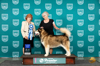Alaskan Malamute #1301 Sun AG1 Judge Sharron Griffin