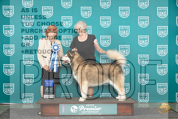 Alaskan Malamute #1301 Sun AG1 Judge Sharron Griffin__JP_3172_Premier_2024_HR3