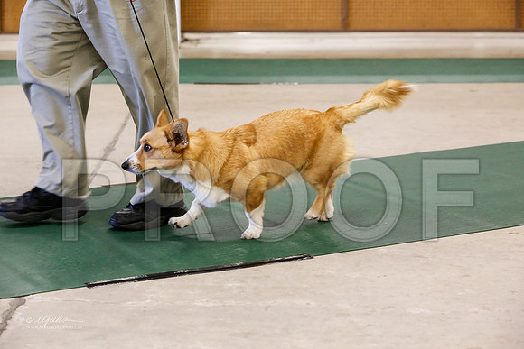 Corgi-5691-NormanNov13-HR