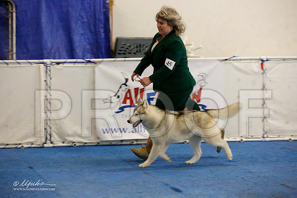 _M3_9513-AddisonHuskyMar2015-HR3