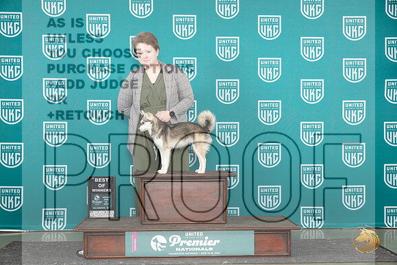 Alaskan Klee Kai #847 Sun BOW Judge Sharon Griffin__JP_2924_Premier_2024_HR3