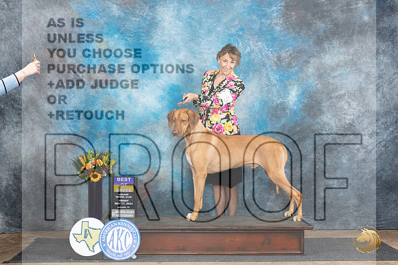 Rhodesian Ridgeback #5 Fri BOB Judge Rick Gschwender__JP_9297_Abilene_2024_HR3