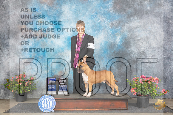 American Staffordshire Terrier #7 Sat WDBOWBOBOHBOB Judge Victor Rosado__JP_4785_San Antonio_2024_HR3