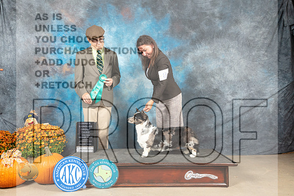 Cardigan Welsh Corgi #8 Sun OHG2 Judge Dan Dowling_MJ_6776_Belton_2022_HR3