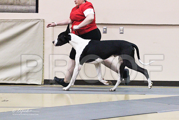 GreatDane-9773LR