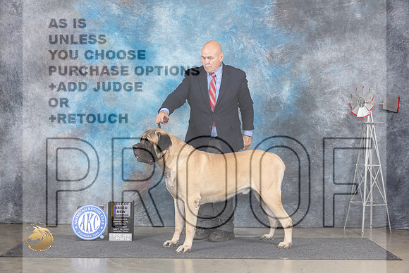Mastiff #5 Thurs BOBCH Judge Denise Dean__JP_5018_Amarillo_2024_HR3