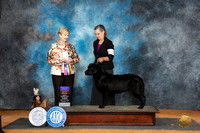Labrador Retriever #26 Sun BOBOBW Judge Karen Hynek