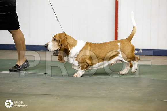 basset-0520-DntnMar14-HR3