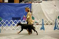 Doberman Pinscher Sat BMatch Ring