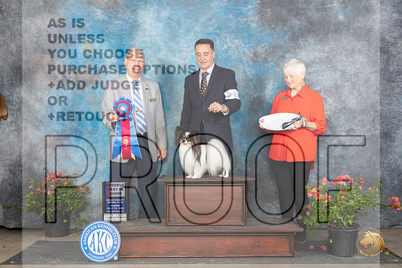 Papillon #23 Sun RBIS Judge Wendy G Willhauck__JP_6419_San Antonio_2024_HR3