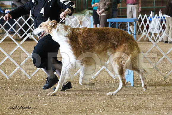 Borzoi-5530