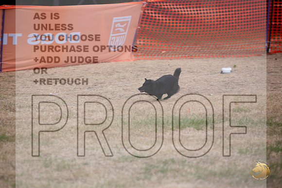 Schipperke Percision Coursing Sat Longview WA 2024_JJL_3752_Longview WA_2024_HR3