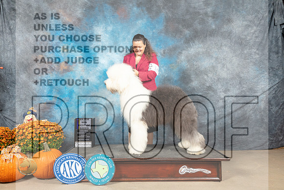 English Sheepdog #16 Sun BOBM Judge Steve Keating_MJ_6597_Belton_2022_HR3