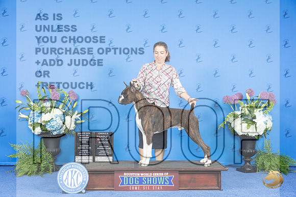 Boxer #37 THUR WD BOW M BOBOH Judge Annella Cooper__JP_8038_Houston_2024_HR3