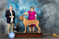 Rhodesian Ridgeback #11 Sat BOWBOB Judge David Bolus