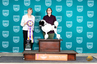 Poodle Miniature MC #192 Fri ABIS Judge Sarah Sawyer Anderson