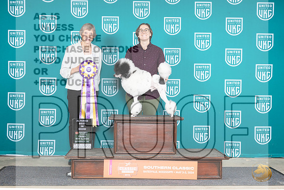 Poodle Miniature MC #192 Fri ABIS Judge Sarah Sawyer Anderson__JP_6396_BatesvilleMS_2024_HR3