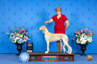 Saluki #9 WED BOB Judge Barbara Scherer r
