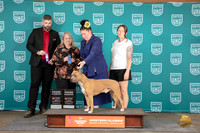 American Pitbull Terrier #284 Fri GCH Judge Malinda Julien Sat GCH Judge Kevin Carroll