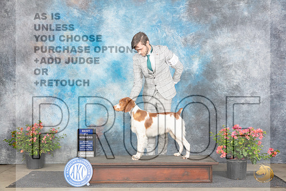 Brittany #25 Sat BOW Judge Christie Martinez__JP_4805_San Antonio_2024_HR3