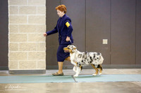 Australian Shepherd Sat S2