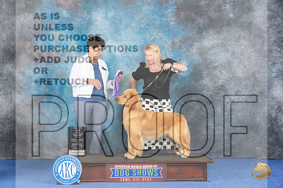 Golden Retriever #36 WED WB BOW M Judge Ann Yuhasz__JP_7404_Houston_2024_HR3