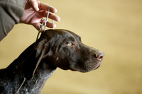 German Shorthaired Pointer Sat Ring Nov 2013