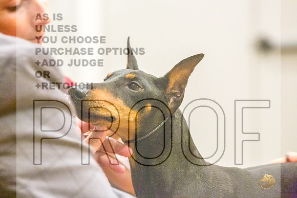 Manchester Terrier MTOY Candids-JJL_2162-Hstn2022_HR3