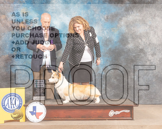 Pembroke Welsh Corgi #72 SB Judge David Guempel-MMJ_7651-FW2022-HR3