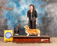 Pembroke Welsh Corgi #6 Fri RWB Judge David Guempel