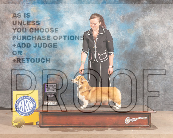 Pembroke Welsh Corgi #6 Fri RWB Judge David Guempel-MMJ_7982-FW2022-HR3