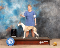 Whippet #22 Sat WBBOWM Judge Sylvie Mcgee