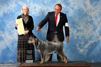 Australian Cattle Dog #11 Sat G3 Harrington Douglas Agent Sergio Espejo Judge Mrs Nancy Simmons +A2