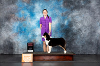 Australian Shepherd #? Sat BOBG2 Judge Nancy Gallant