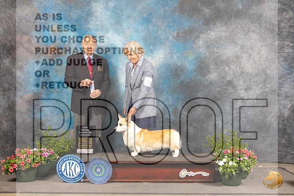 Pembroke Welsh Corgi #8 Sat SBBGCh Judge David Bolus_MJ_0878_SA_2022_HR3