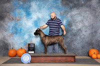Cane Corso #15 Sun WDBOB NCH Judge Hal Biermann
