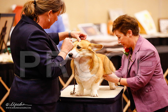 _JJ_9376-HstnCorgiFeb2015-HR3